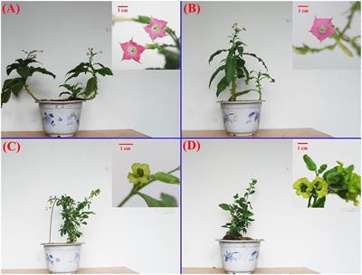 A Comparative Study of Flavonoids and Carotenoids Revealed Metabolite Responses for Various Flower Colorations Between Nicotiana tabacum L. and Nicotiana rustica L.